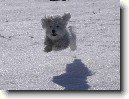 Havansk� ps�k, Havansk� bi�onek