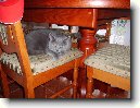 Britsk� kr�tkosrst� ko�ka (colourpoint)