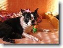 Bostonsk� teri�r