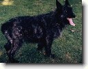 Ardensk� bouvier