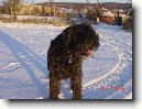 Flandersk� bouvier