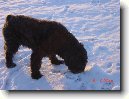 Flandersk� bouvier