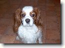 Kaval�r King Charles �pan�l