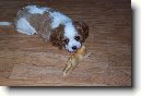 Kaval�r King Charles �pan�l