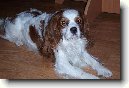 Kaval�r King Charles �pan�l