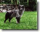Pyrenejsk� ov��k s kratkou srst�