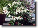 Blahoke�, klerodendrum