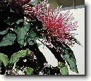Blahoke�, klerodendrum
