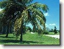 Kokosov� palma, kokosovn�k