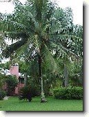 Kokosov� palma, kokosovn�k
