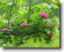 Hloh Obecn�