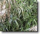 Cyperus, ��chor