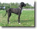 N�meck� doga