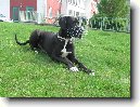 N�meck� doga