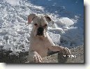 N�meck� boxer