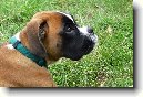 N�meck� boxer