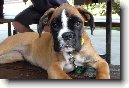 N�meck� boxer