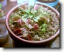 Mucholapka podivn�