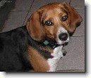 Anglick� foxhound