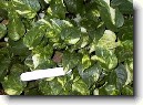 �plhavnice, scindapsus, potos