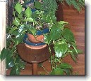 �plhavnice, scindapsus, potos