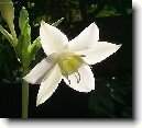 Eucharis, l�benka