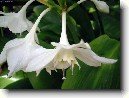 Eucharis, l�benka