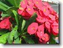 Pry�ec z��iv�, �Kristova koruna�
