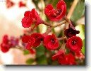 Pry�ec n�dhern�, v�no�n� hv�zda, poinsetie