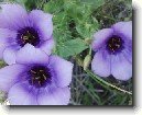 Eustoma, j�cnovka