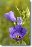 Eustoma, j�cnovka