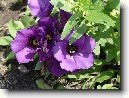 Eustoma, j�cnovka
