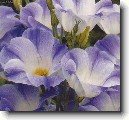Eustoma, j�cnovka
