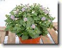 Exakum, ho�kolist