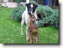 Foxteri�r hladkosrst�