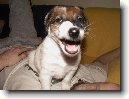 Foxteri�r hladkosrst�
