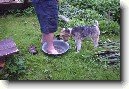Foxterier drsnosrst�