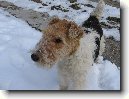 Foxterier drsnosrst�