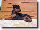 N�meck� pin�