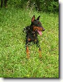 N�meck� pin�