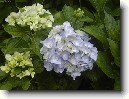 Hortenzie velkolist�