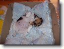 Jack Russel�v Teri�r