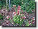 Jakob�nie, just�cie, pr�venka