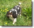 King Charles �pan�l