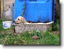 Labradorsk� retr�vr