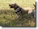 Labradorsk� retr�vr