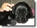 Labradorsk� retr�vr
