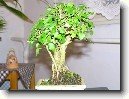 Pta�� zob, st�lezelen� ke�