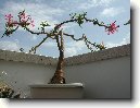 Pachypodium, madagaskarsk� palma