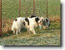 Pyrenejsk� mastin